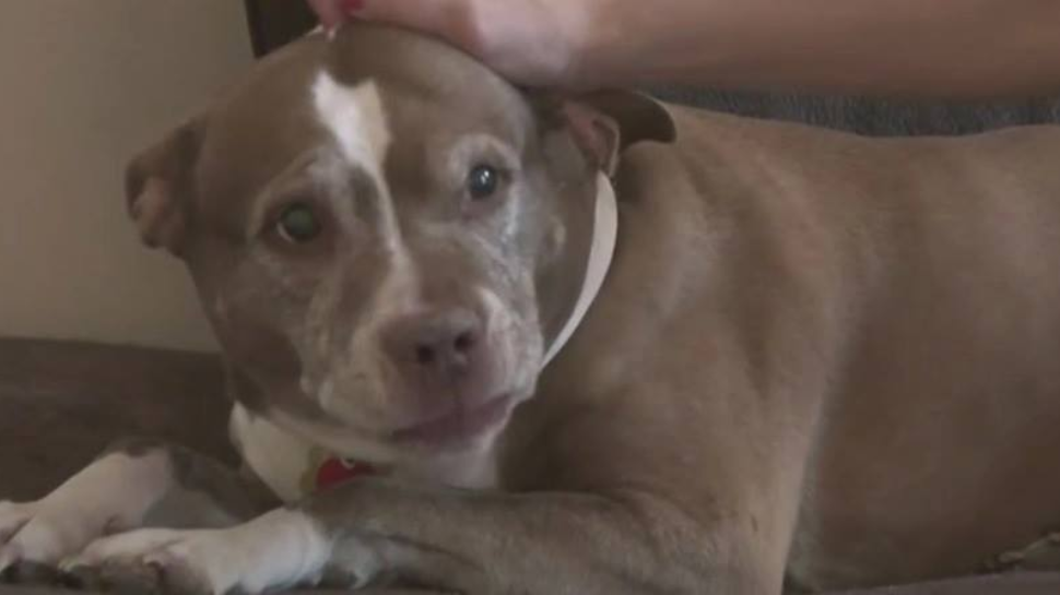 Dog Alerts Family to Gas Leak
