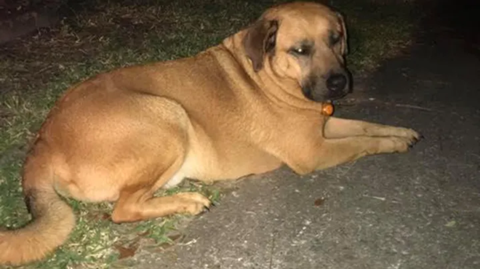 Curly Saves Veteran Owner from House Fire