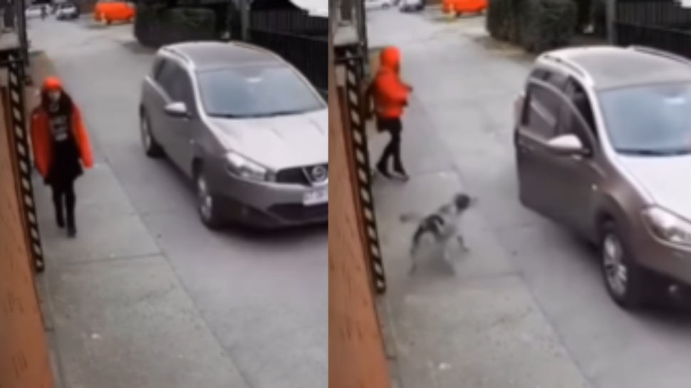 Dog Stops Attempted Kidnapping of Young Girl
