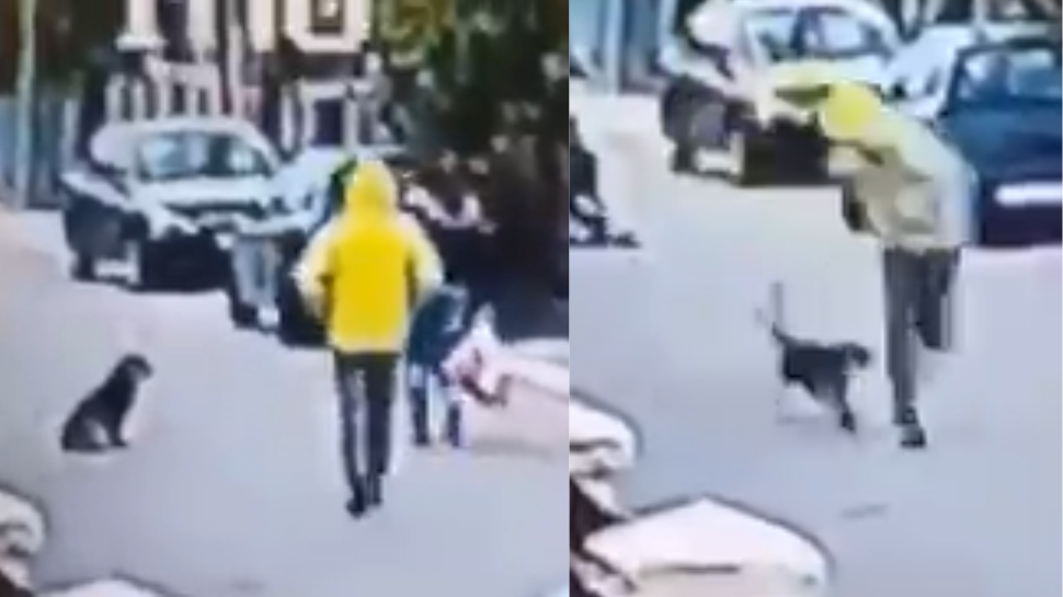 Street Dog Saves Woman from Attacker