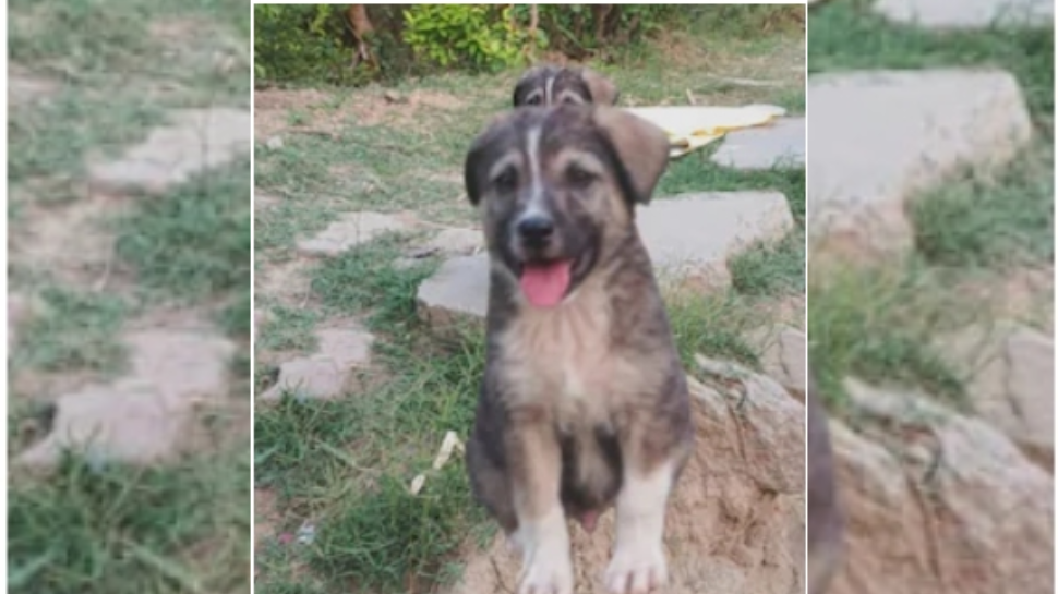 Rocky the Landslide Hero of Himachal Pradesh