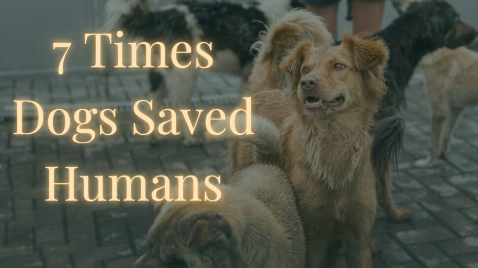 Amid Uproar Over SC Verdict on Stray Dogs in Delhi, Here’s a reminder of their heroism