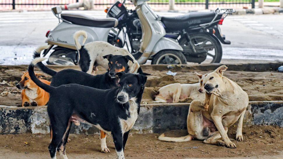 Supreme Court Reserves Order On Pleas Against Stray Dogs Removal In Delhi-NCR