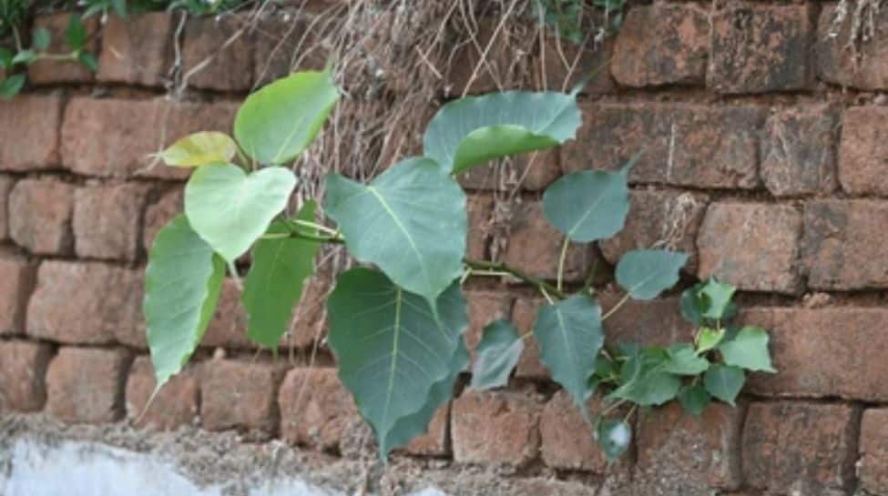 Pipal Tree Root Peepal Plant Roots Damaging Your Walls, Balcony? Remove It Naturally ...