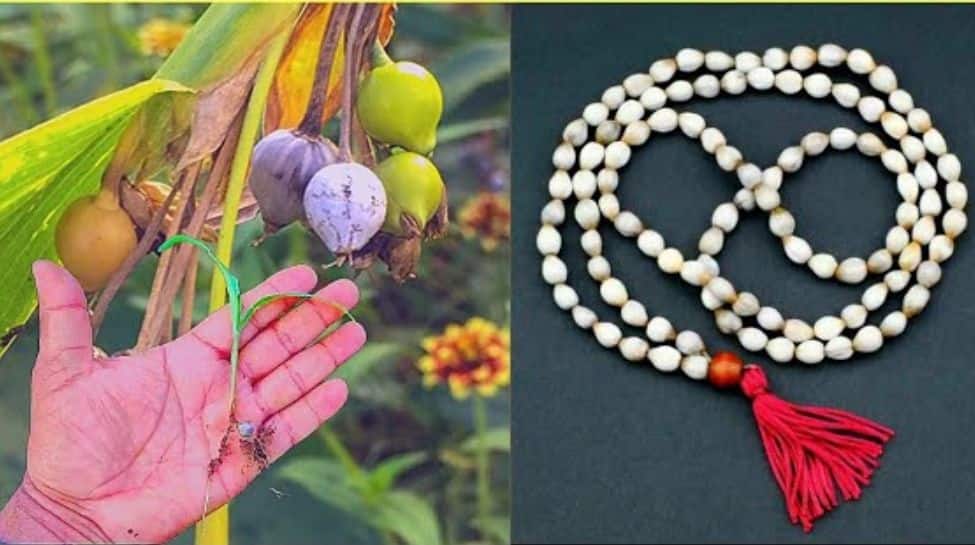 Vaijyanti Maala – 7 Powerful Benefits On Janmashtami