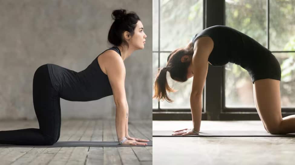 Cat-Cow Pose (Marjaryasana-Bitilasana)