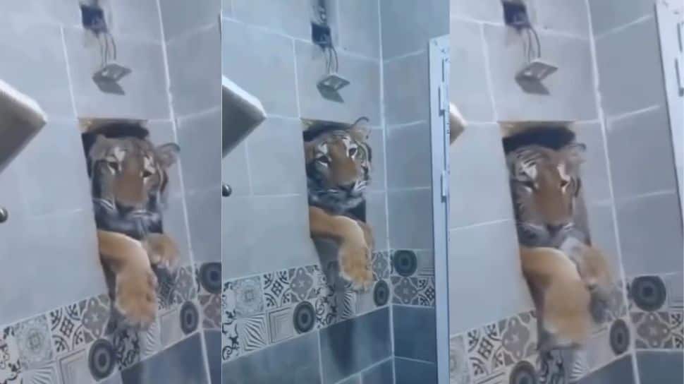 From Shower To Safari: Tiger Barges Into Bathroom; Man Freaks Out