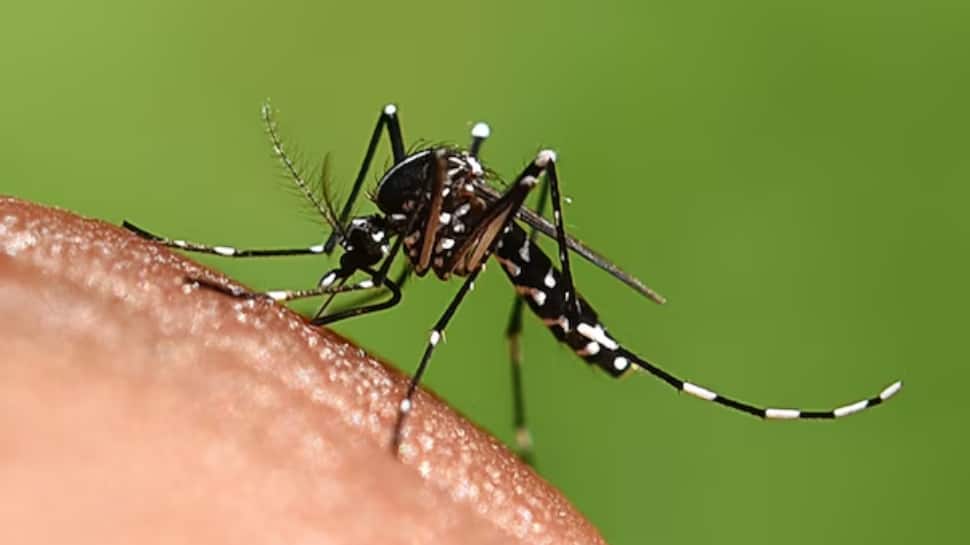 Protect Your Family: Monsoon Tips to Prevent Dengue, Malaria, Chikungunya
