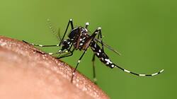 Monsoon Alert: Ways To Protect Your Family From Dengue, Malaria & Chikungunya