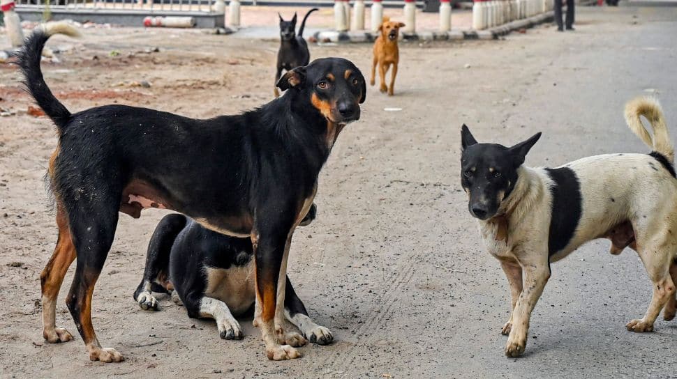 MCD Orders Stray Dog Relocation Ahead Of SC Verdict