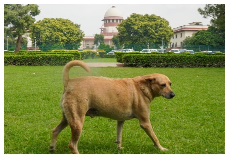 Supreme Court Orders Release Of Non-Aggressive Stray Dogs, Confine Dangerous Ones