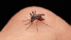 Bangladesh Reports Highest Single-Day Dengue Deaths In 2025