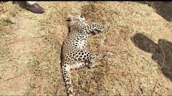 Web Reacts: Stray Dog Chases, Drags Leopard In Fierce Fight In Nashik’s Niphad