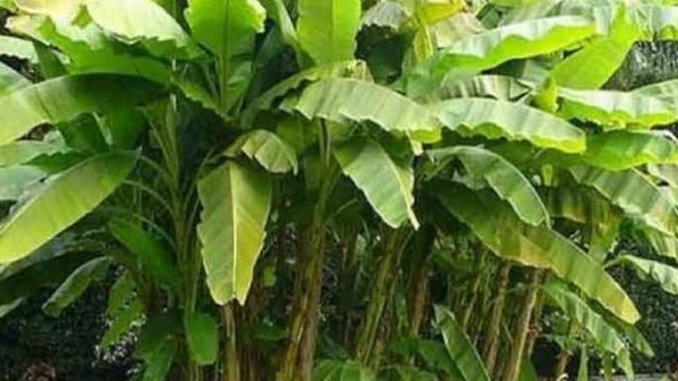 Banana Tree