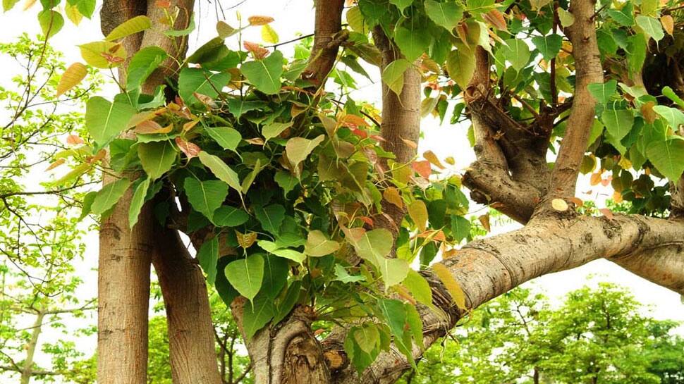 Peepal tree