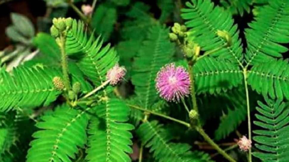 Shami Tree