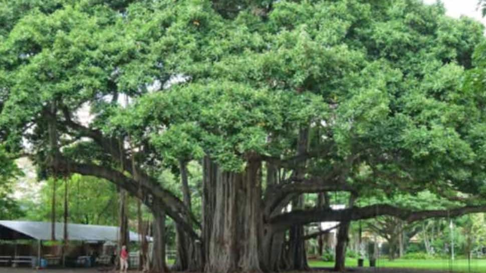 Banyan Tree