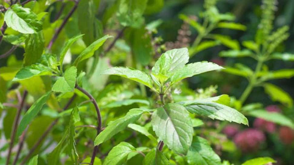 Tulsi plant