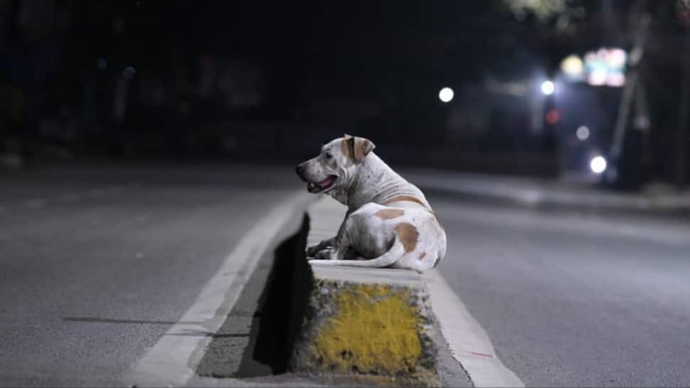 A Chilling Mystery: Street Dog Caught With Newborn`s Severed Head At Patiala Hospital, Who Is To Blame?