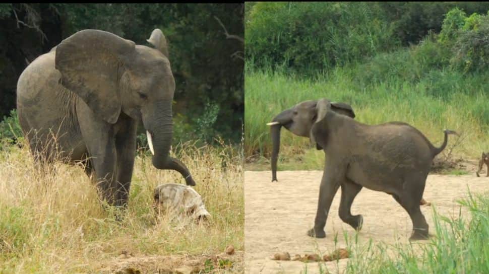 Elephant Finds Skull Of Its Own Kind — What Happens Next Is Heartbreaking | Watch Video