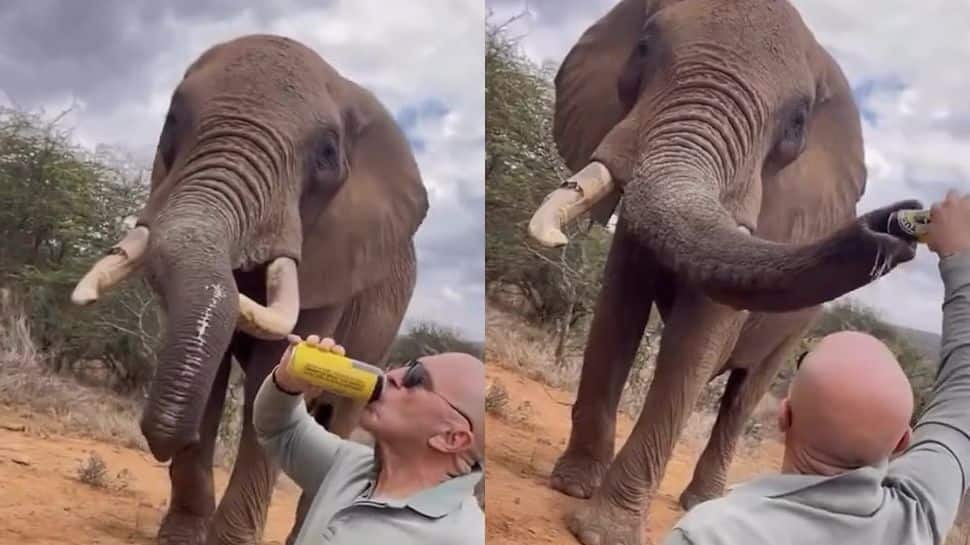 Spanish Tourist Sparks Fury After Pouring Beer Into Elephant’s Trunk In Kenya