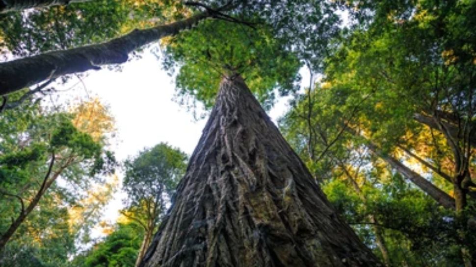 World's Tallest Tree