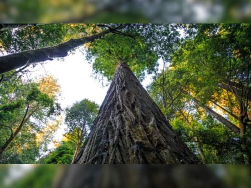 World's Tallest Tree