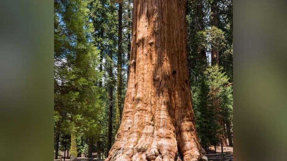 World's Tallest Tree