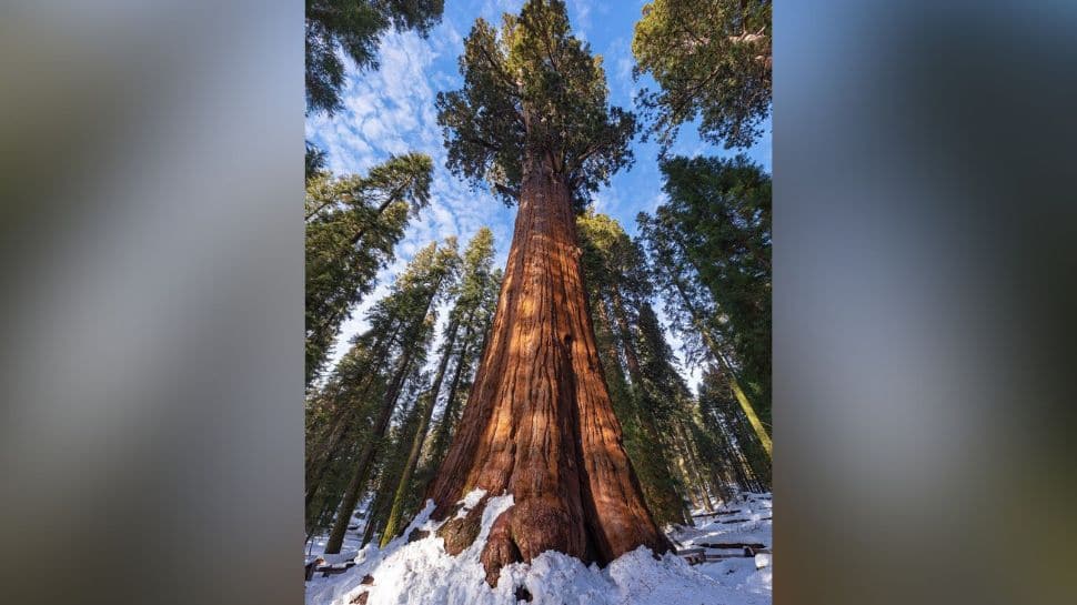 Discovery World's Tallest Tree