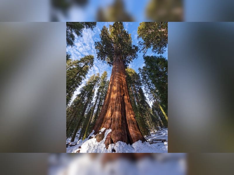 World's Tallest Tree