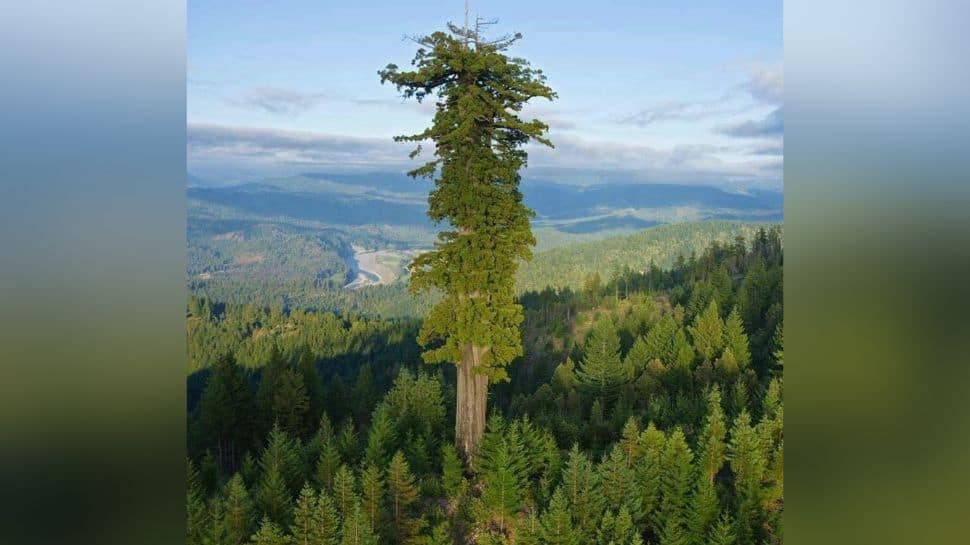 Age Estimate World's Tallest Tree