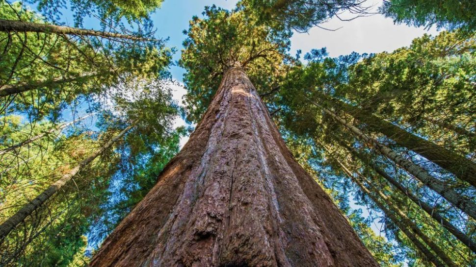 World's Tallest Tree