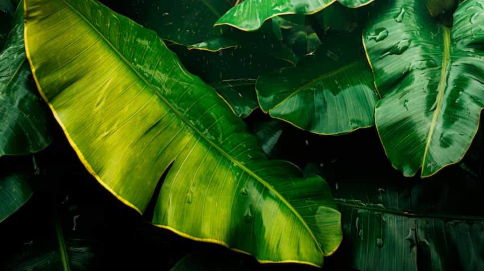 Banana and Banana Leaves