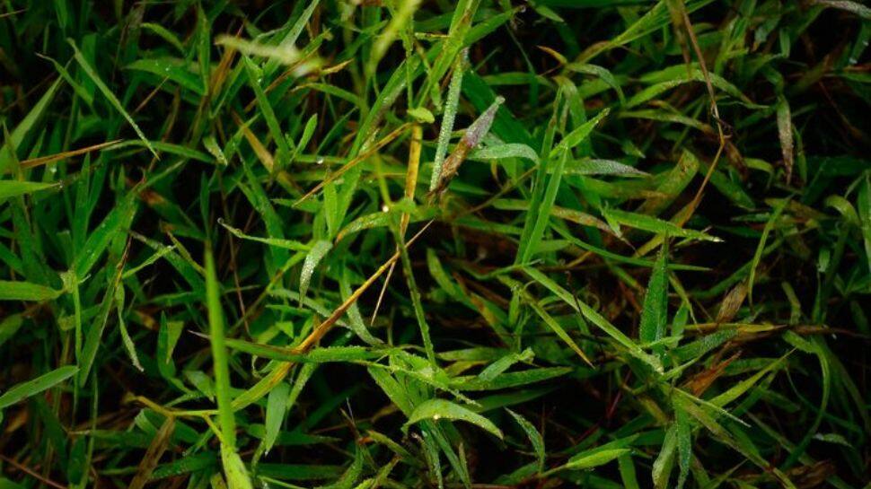 Durva Grass (Doob)