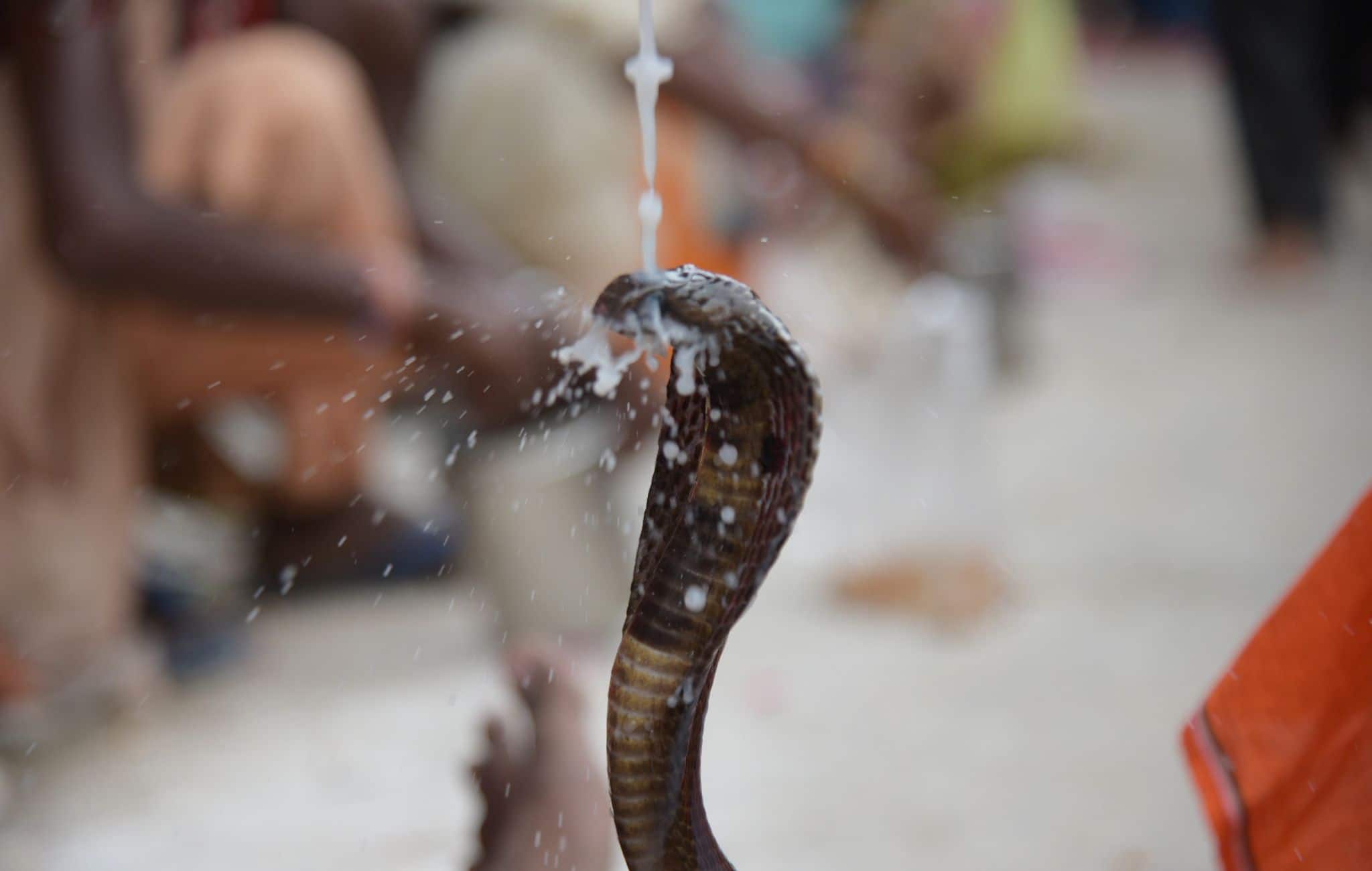 Check Your Shoes Before Wearing: Bengaluru Techie Dies After Snake Hides In Shoe