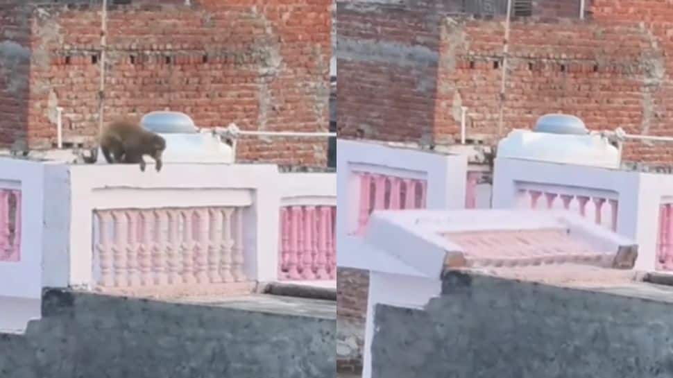 'Owner Forgot To Offer Prasad': Monkey Shakes Roof Railing Until It Collapses, Netizens React | Video