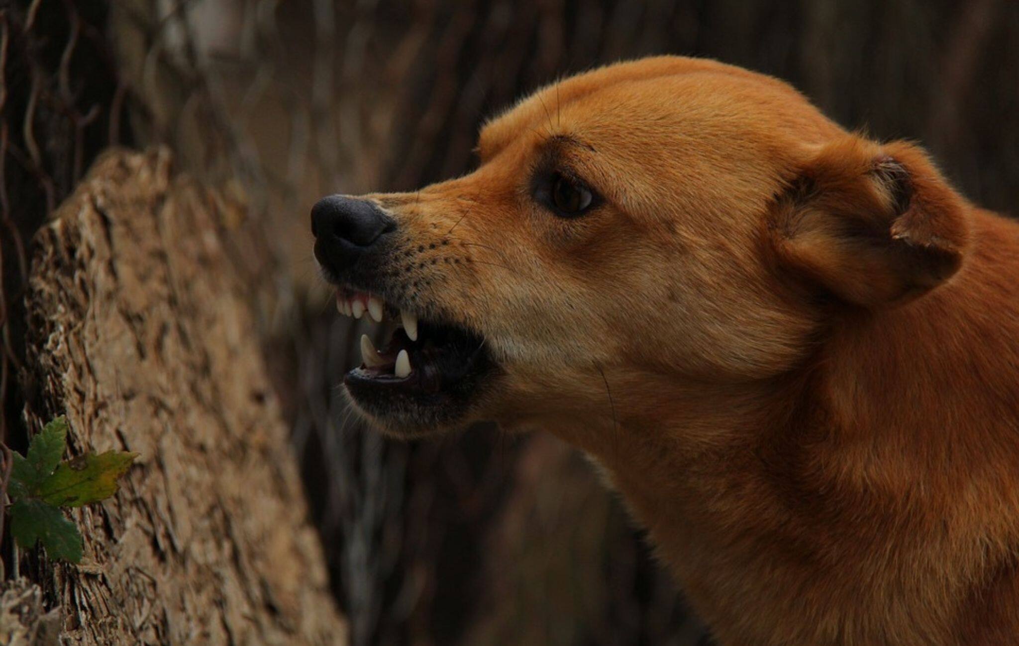 Karnataka: Dog Bites Woman’s Face As She Exits Washroom Of A Court