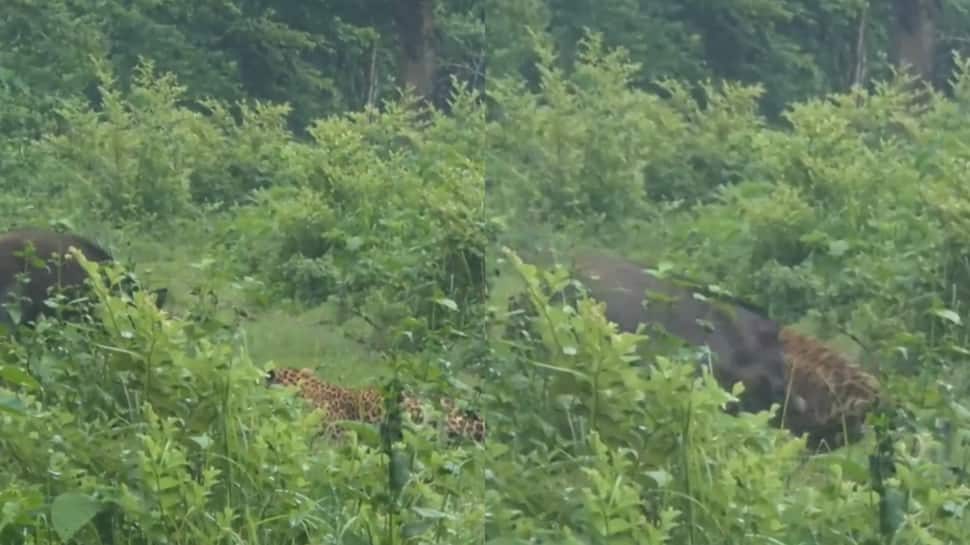 Caught On Camera: Wild Boar Chases Leopard In Epic Animal Showdown | VIRAL