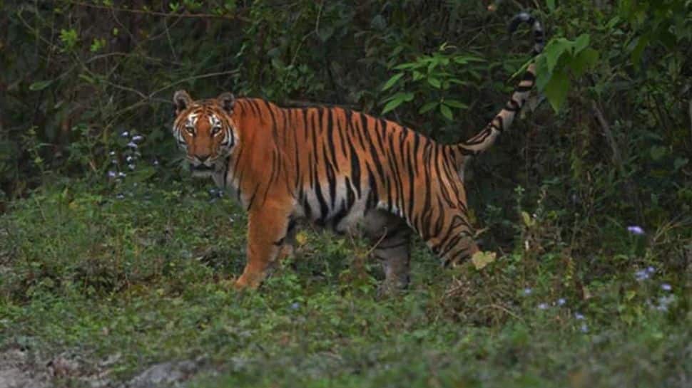 Buxa Tiger Reserve, West Bengal