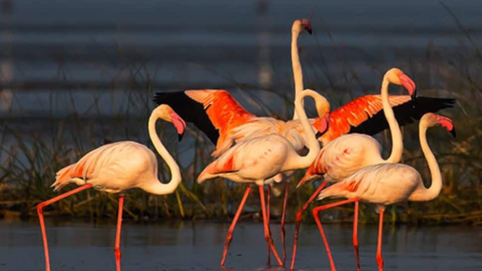 Chilika Wildlife Sanctuary, Odisha