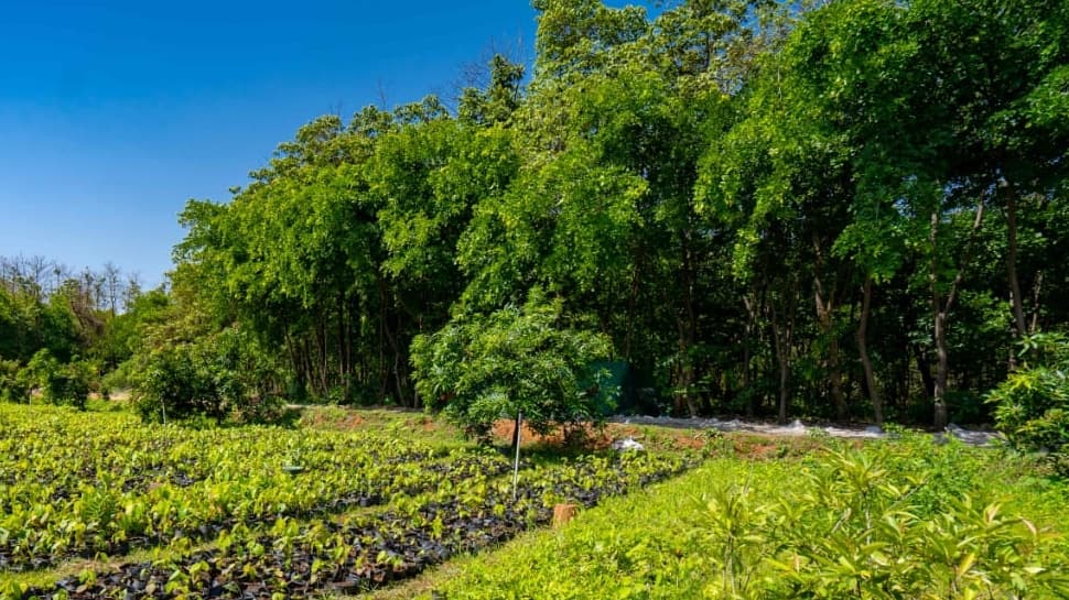 How Chhattisgarh's Coal Mine Is Working To Protect Rare Sal Trees