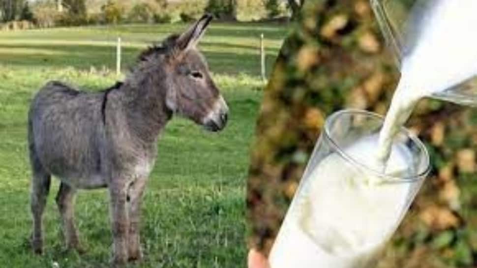 Donkey Milk Prices In India 