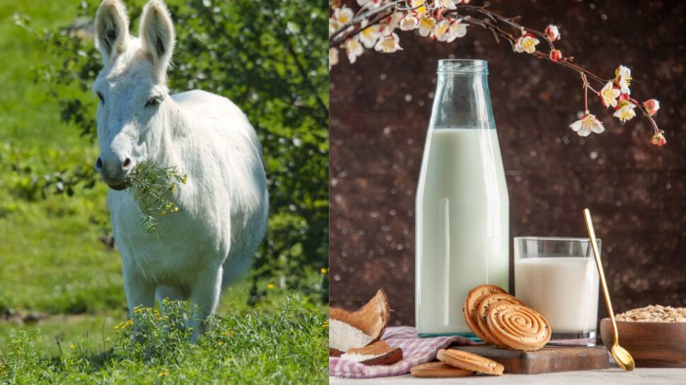 Donkey Milk - Laborious Process 