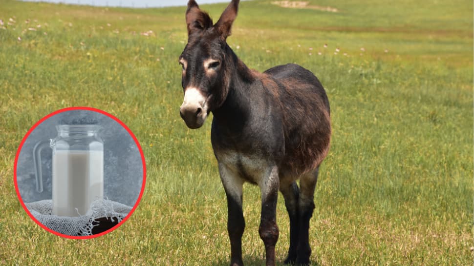 Another Expensive Item From Donkey Is...