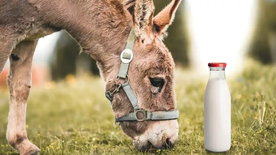 Why Donkey Milk Is So Expensive? 