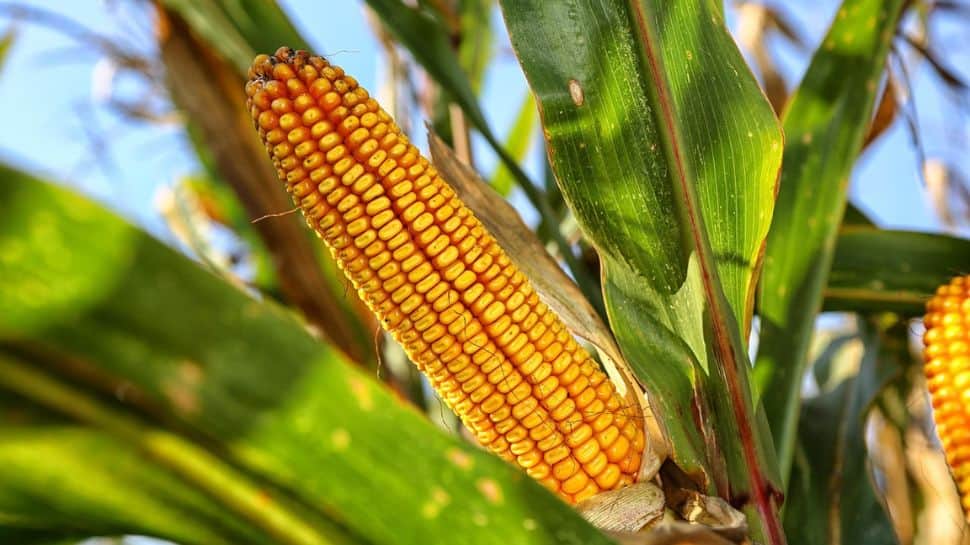 Washingtons Arm-Twisting Tactics: Why India Does Not Import US Corn? | India News | Zee News