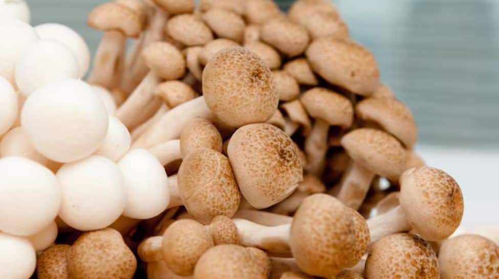 Why Mushrooms Could Be The Next Big Superfood In India?
