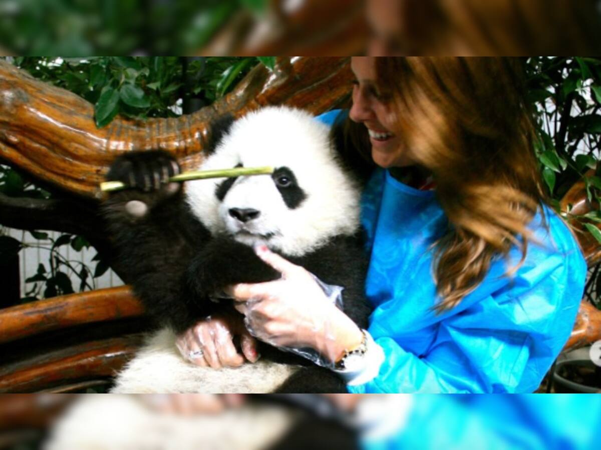 Rs 26,00,000 For Playing With Pandas In China, Anyone Can Apply; Netizens Say, ‘Far Better Than Underpaid Corporate Job’
