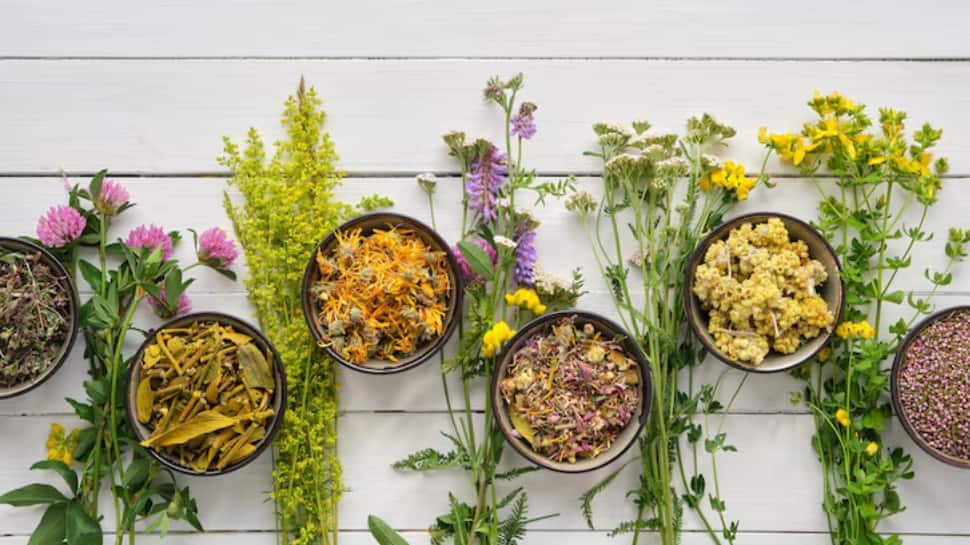 World Ayurveda Day 2025: History, Significance, And Why It Is Called 'Science Of Life'