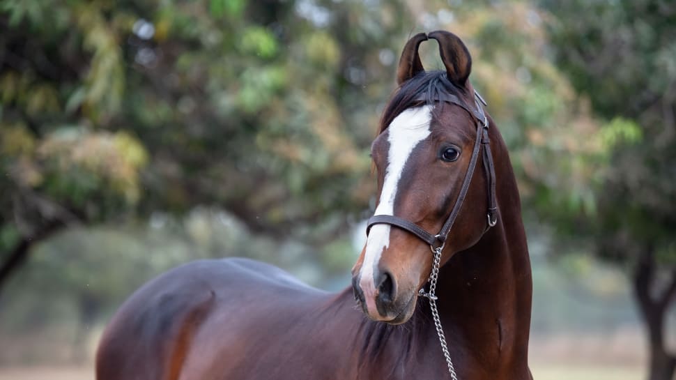 Favorite Breeds Favorite Breeds
